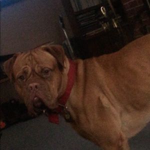 Meet your Posher, Josh